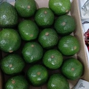 Авокадо круглый