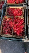 Смородина красная