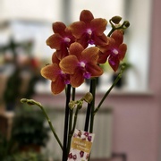 Орхидея Фаленопсис 45 см 2 ств