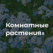 Комнатные растения ( горшечка)