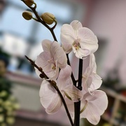 Орхидея 65см