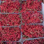 Смородина красная