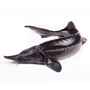 ОСЕТР ЖИВОЙ