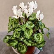 Цикламен белый