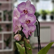 Орхидея Фаленопсис каскад 60 см 1 ств