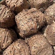 Лю бао Гуанси 1980г яйцо дракона