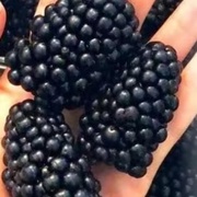 Ежемалина бесшипая