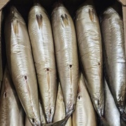 Скумбрия х/к