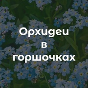 6 Орхидеи