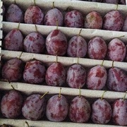 Слива Президент, очень вкусная