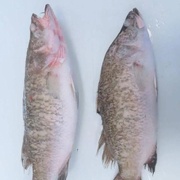 БАРРАМУНДИ (СВЕЖЕМОРОЖЕНАЯ)