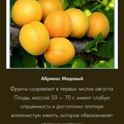 Абрикос медовый