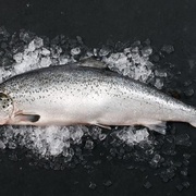 СЕМГА ОХЛАЖДЕННАЯ МУРМАНСК 5-6 кг