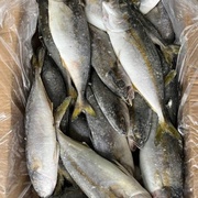 Лакедра, размер 300/500 гр