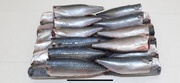 Скумбрия  200-400