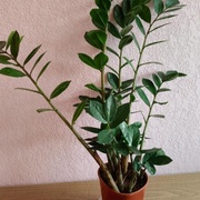 Замиакулькас