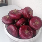 Лук ялтинский