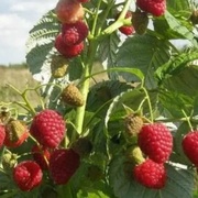 Малина "Брусвяна"