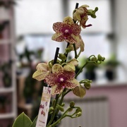 Орхидея Фаленопсис 45 см 2 ств