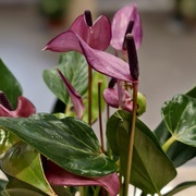 Антуриум Зизоу