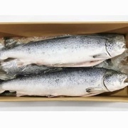 Семга с/м вес 5-6кг.