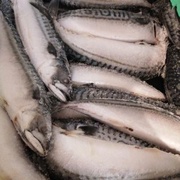 Скумбрия с/м Фарерские острова