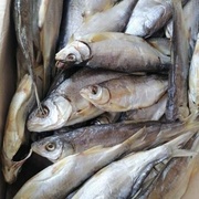 Рыбец