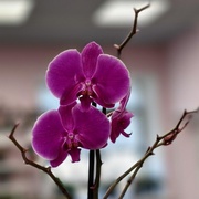 Орхидея 65см