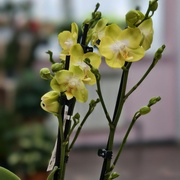 Орхидея Фаленопсис 45 см 2 ств