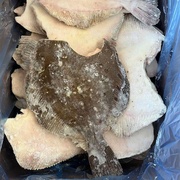 КАМБАЛА ПЯТНИСТАЯ 0.5-1кг свежемороженная