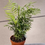 Хамедорея Изящная