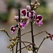 Орхидея 45см