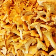 Лисички