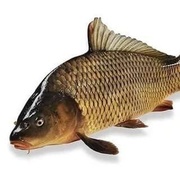 КАРП ЖИВОЙ