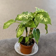 Диффенбахия