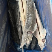 СТЕРЛЯДЬ СВЕЖЕМОРОЖЕНАЯ ПОТРАШЕНАЯ