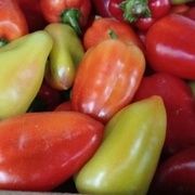 Перец болгарский