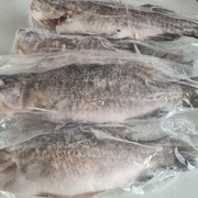 БАРРАМУНДИ (Свежемороженая, потрашеная)