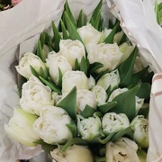 Тюльпан