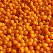 *Облепиха дикая*