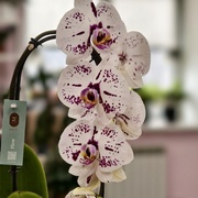 Орхидея Фаленопсис каскад 60 см 1 ств