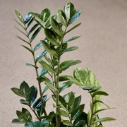 Замиокулькас