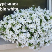 Сурфиния