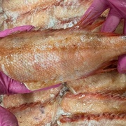 Окунь морской красный