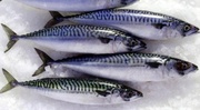 Скумбрия