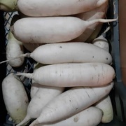 Дайкон