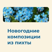 Композиции из нобилиса