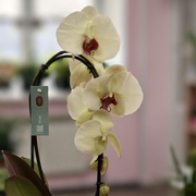 Орхидея Фаленопсис каскад 60 см 1 ств