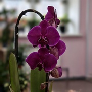 Орхидея Фаленопсис каскад 60 см 1 ств