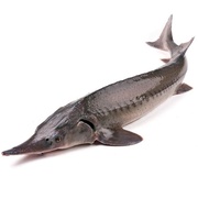 Стерлядь Живая